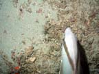 amberjack head