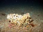 crusty oculina and anemone