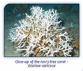 ivory tree coral - oculina varicosa ivory tree coral - oculina varicosa