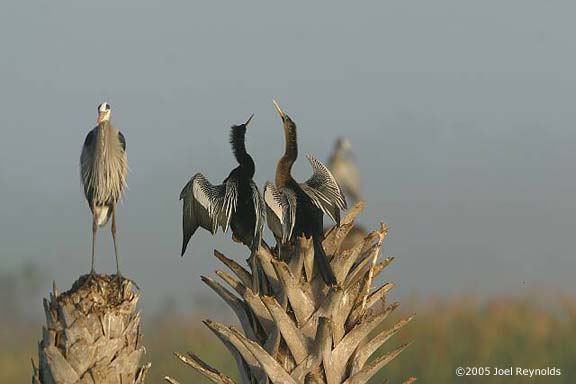 02-Anhinga-and-Blue-Heron