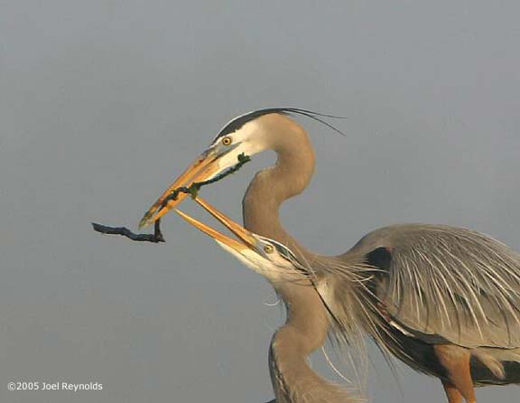 05-Passing-the-Stick