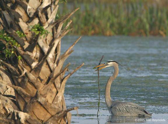 06-Wading-for-a-Stick