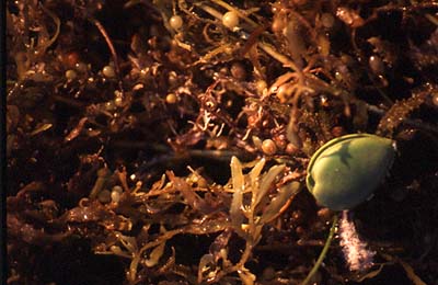 Sargassum
