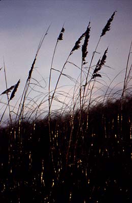 Sea Oats 2