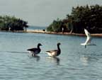Two ducks.