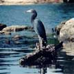 Little Blue Herron