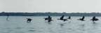 Birds skimming the water