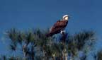 Osprey on top of a pine tree