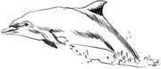 dolphin