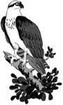 Osprey
