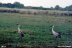 Sand Hill Cranes