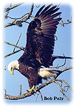 Eagle landing by Bob Paty