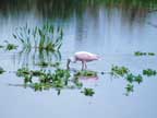 Roseate
Spoonbill