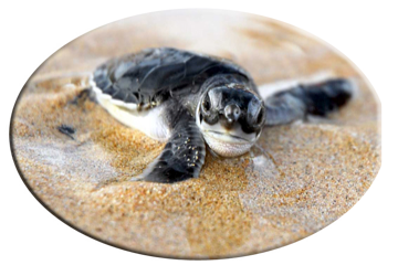 Baby green sea turtle.