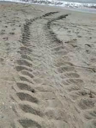 Green Sea Turtle Crawl