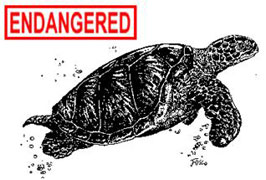The endangered Green Sea Turtle