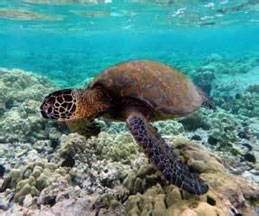 Swimming Green Sea Turtle