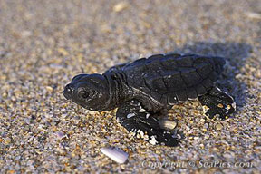 Baby Kemps Ridley Sea Turtle