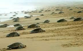 Nesting Kemps Ridley Sea Turtles