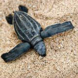 A baby Leatherback Sea Turtle