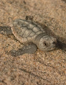 Baby Loggerhead Sea Turtle