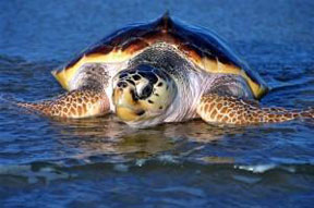 Loggerhead Sea Turtle approaching the beach