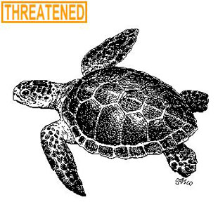 Threatened Loggerhead Sea Turtle
