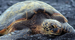 Kemp's Ridley Sea Turtle