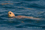 Loggerhead Sea Turtle at sea.