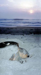 A nesting loggerhead turtle.