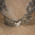 Sea Turtle laying eggs