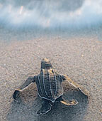 Leatherback Sea Turtle hatchling.