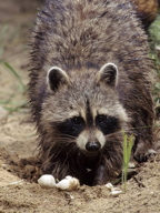 Racoon eating sea turtle eggs