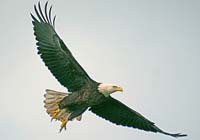 BaldEagle