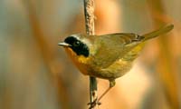 CommonYellowThroat