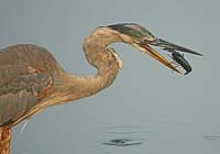CrayfishForLunch