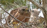 FeedingTime-1