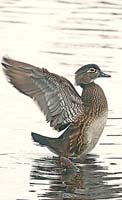 FemaleWoodDuck
