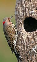 NorthernFlicker