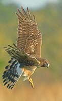 NorthernHarrier-2