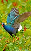 PurpleGallinule-3
