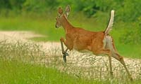 RunAwayDeer