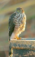 Sharp-shinnedHawk