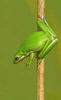 TheTreeFrog