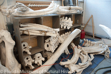 MastodonReconstruction-02
