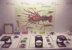 Crayfish hands-on learning station