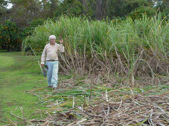 CaneCutting-TruexJoe