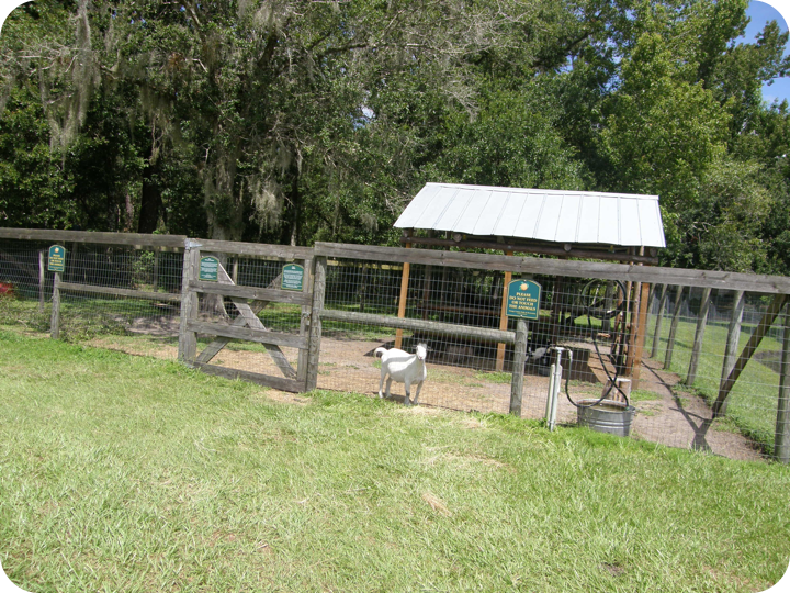 Our Goat Yard Our Goat Yard