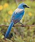 Florida scrub jay