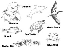 Animals of the Lagoon